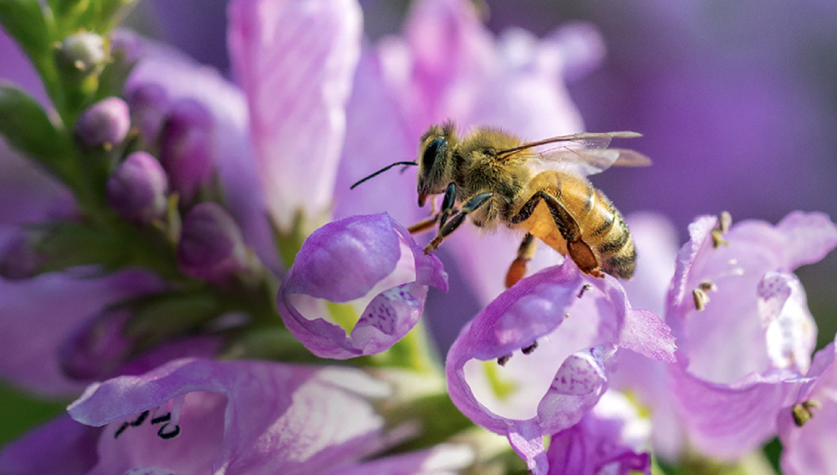 CAPTURE THE SM:)ING EARTH